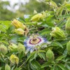 Passiflora Seeds - Packet - Blue/White Flower Seeds, Heirloom Seed,