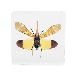 Real Pyrops Candelaria Animal Specimens in Resin Paperweight Crafts, Animal Taxidermy Collection for Science Education & Desk Ornament (Pyrops-Candelaria)