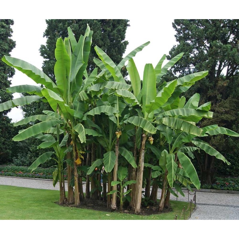 Musa Basjoo Banana Tree Cold Hardy | Japanese Banana Live