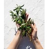 KORRES Olive & Olive Blossom feuchtigkeitsspendendes Duschgel für geschmeidige Haut,