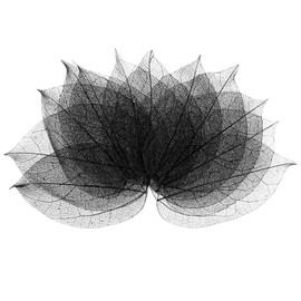 M METERXITY 100-Pack Skeleton Leaves, Natural Rubber Tree Dried Pressed Leaves Vein for Resin/DIY Crafts Card/Scrapbook/Wedding, Small Leaves Decorative [8-9cm, Black]