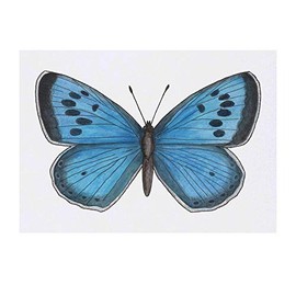 'Blue Butterfly' Temporary Tattoo - Water Resistant, Skin-Safe, Non-Toxic Transfer (TO00028732)