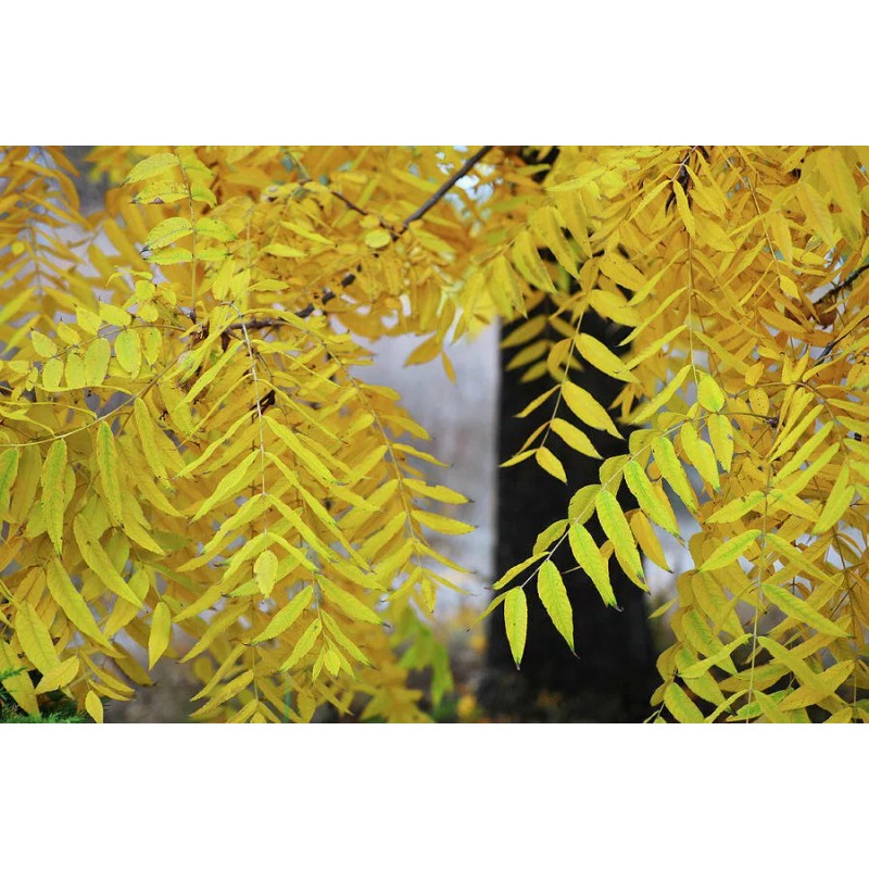 Tree Black Walnut Tree - 12-18" Tall Seedling - Live