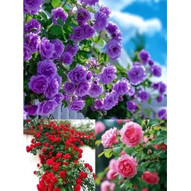 200 Mixed Color Climbing Rose Seeds Hardy Perennial Vine Roses for Outdoor Garden Beauty and Elegant Landscaping