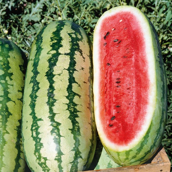 Eden Brothers Watermelon Seeds - Georgia Rattlesnake Non-GMO Seeds for