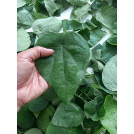 Mai's Family Green Glass Jelly Vine Seeds (Tiliacora Triandra) - Sương Sâm Lông - 25