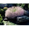 Pink Creeping Baby's-Breath 1000 Seeds Gypsophila Repens Rosea Groundcovers for