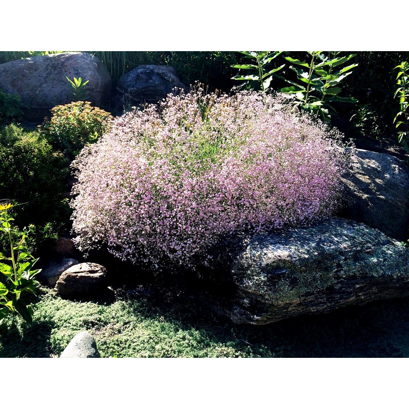 Pink Creeping Baby's-Breath 1000 Seeds Gypsophila Repens Rosea Groundcovers for