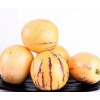 Pepino Melon 1 Pepino Melon Plant 8” With Pot Golden