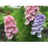 22Day Seeds: Seeds Delphinium Dwarf Mix/Annual Flowers