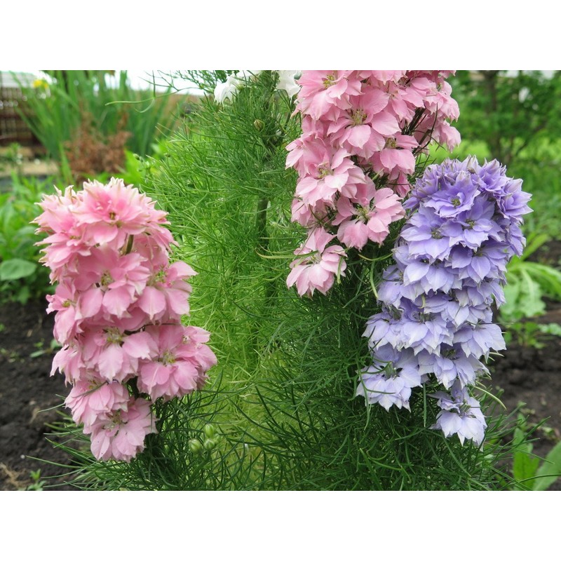 22Day Seeds: Seeds Delphinium Dwarf Mix/Annual Flowers