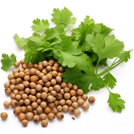 500+ Cilantro Seeds for Planting - Heirloom Non-GMO USA Grown Herb Seeds in Premium Protective Packaging - AKA Coriander, Chinese Parsley, Coriandrum Sativum - by RDR Seeds