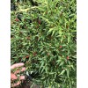 Chili Hot Peppers birds eye/ Siling Labuyo Chili hot Peppers