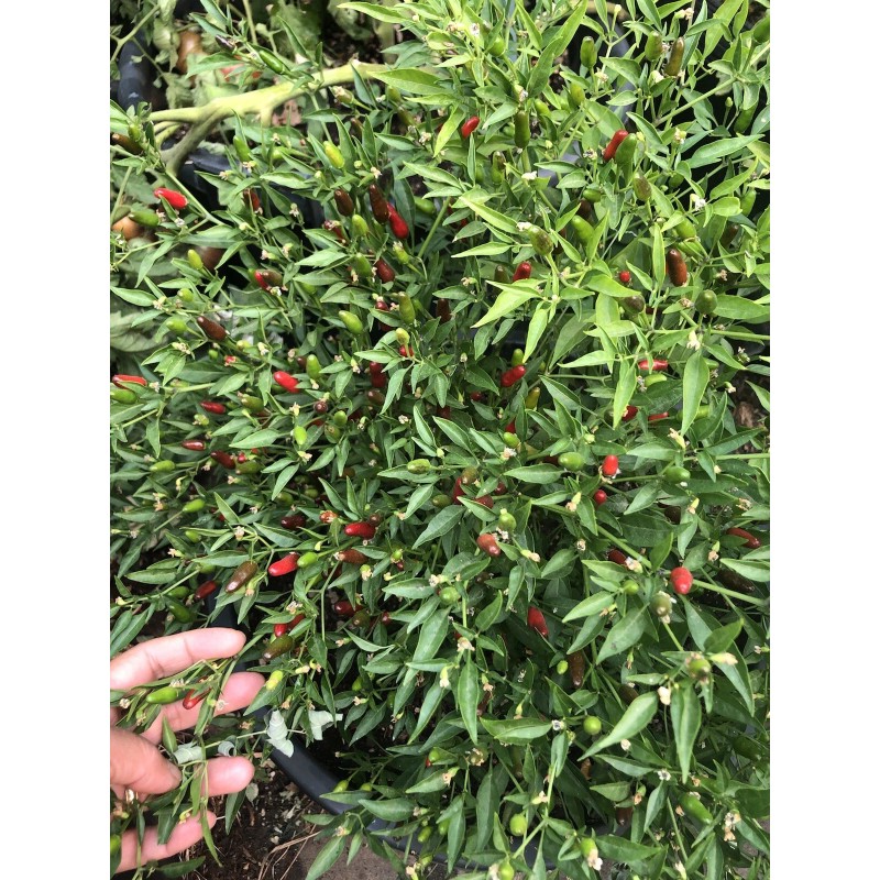 Chili Hot Peppers birds eye/ Siling Labuyo Chili hot Peppers