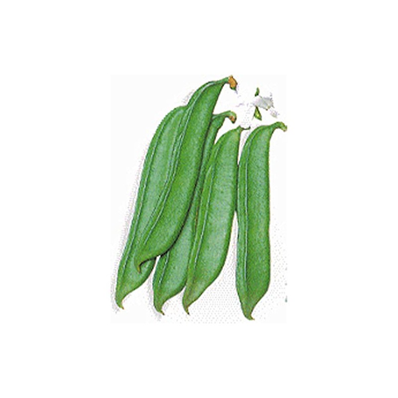 Sword Bean - Shironata Mame - 1 Lb ~352 Seeds