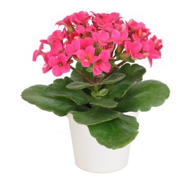 Kalanchoe Plant Succulents Plants Live Houseplants in White Planter, Live Succulents Live House Plants, Succulent Plants Live Plants Indoor Plants, Live Succulent Plant Lover Gifts by Plants for Pets