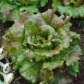 Sierra Batavian Lettuce 1 Grams ~850 Seeds – Lactuca Sativa – 60 Days Full Maturity – Open-Pollinated – Crisp Green & Red Leaves – Slow to Bolt – Annual Heirloom