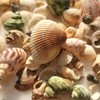 BetterJonny 250+ Grams Sea Shells Mixed Beach Seashells of 2-6