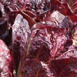 Super Red Romaine Lettuce Seeds - 500 mg ~300 Seeds - Heirloom, Open Pollinated, Non-GMO, Farm & Vegetable Gardening Seeds