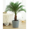 CEMEHA SEEDS - Seeds Canary Palm Tree (Scientific Name: Phoenix