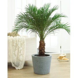 CEMEHA SEEDS - Seeds Canary Palm Tree (Scientific Name: Phoenix canariensis) Indoor Perennial for Planting