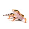 CALVENDO Puzzle Leopardgecko - Eublepharis macularius - 1000 Pieces Photo