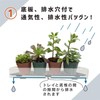 daim Succulent Mansion Black Kamen-kun Succulent Plants