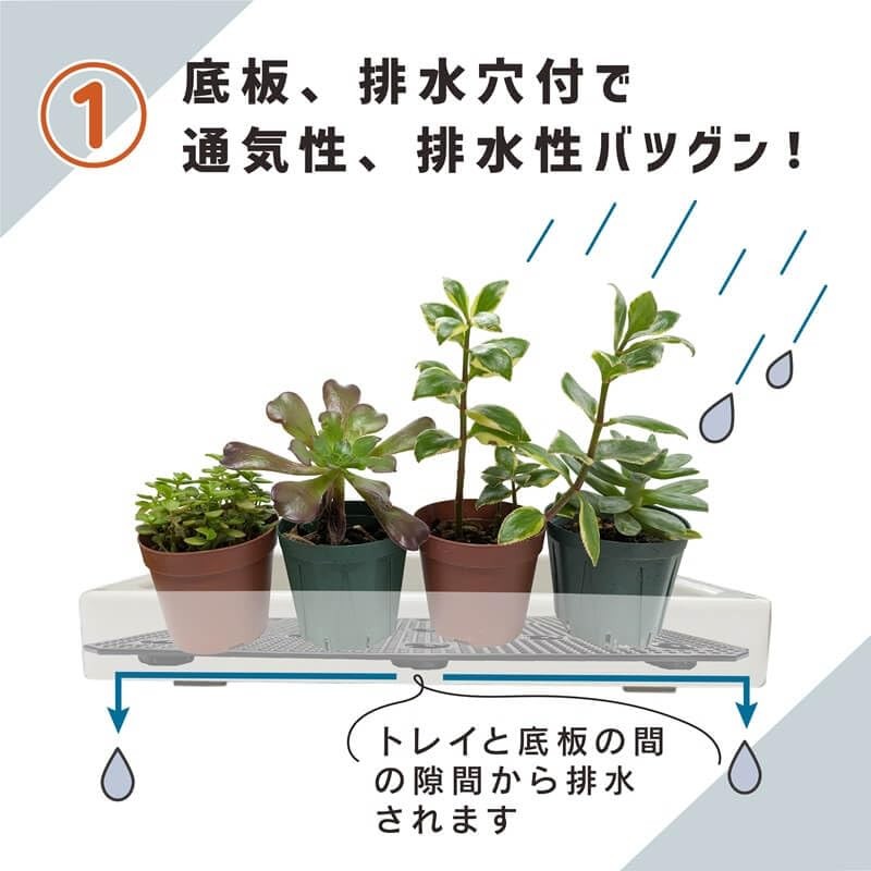 daim Succulent Mansion Black Kamen-kun Succulent Plants