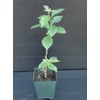 Purple Bougainvillea Live Plant- In 4" Pot