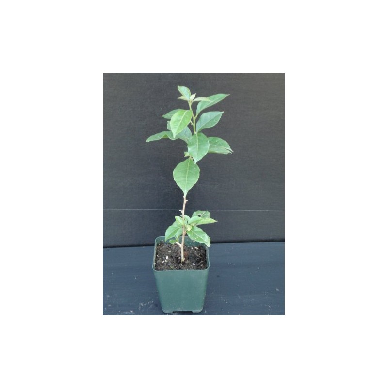 Purple Bougainvillea Live Plant- In 4" Pot