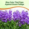 Outsidepride Ten Week Blue Mattiola Stock Seeds - 2000 Pcs