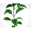 Satsuma Mandarin Tree - XL. Citrus unshiu. 6" - 10"