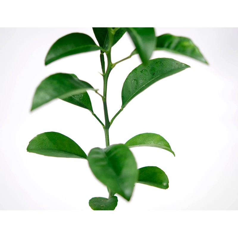 Satsuma Mandarin Tree - XL. Citrus unshiu. 6" - 10"