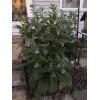 12 (1/2" to 1" Long) Comfrey (bocking 14) Root Cuttings
