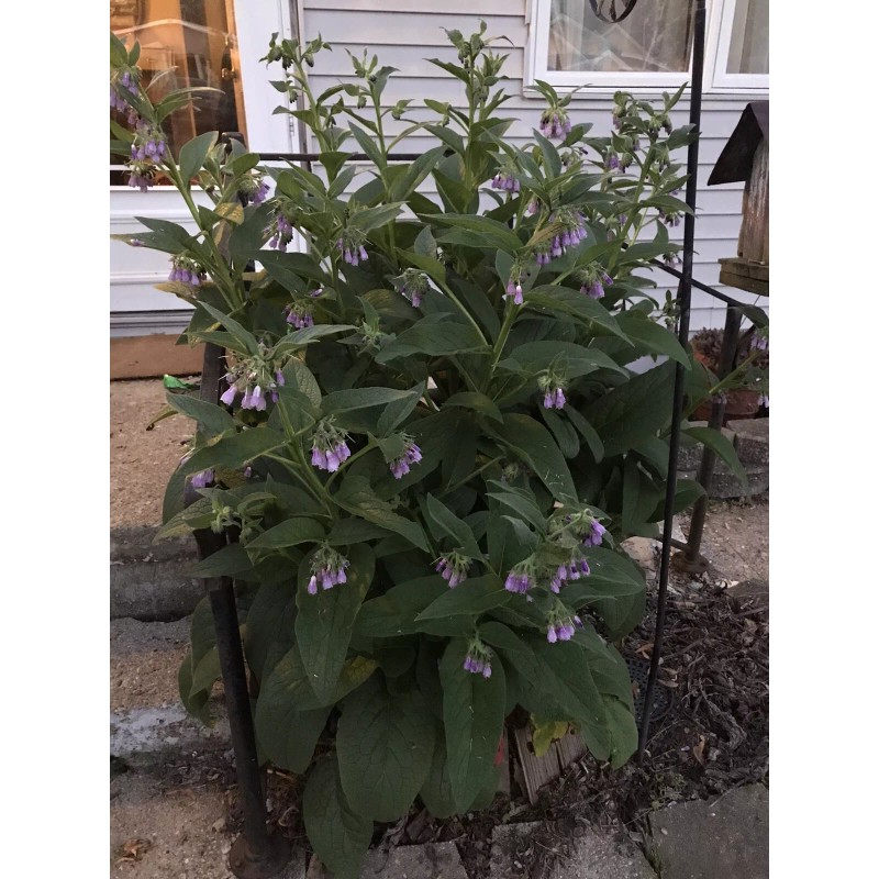 12 (1/2" to 1" Long) Comfrey (bocking 14) Root Cuttings