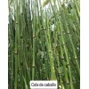 Shampoo Vandé Capilar Caballo Y Biotina 20 L.