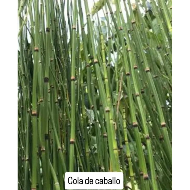 Shampoo Vandé Capilar Caballo Y Biotina 20 L.