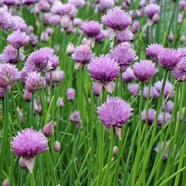 TomorrowSeeds - Onion Chives - 1500+ Count - USA Garden Vegetable Perennial Herbs Purple Flowering Green Onion Scallion French American Chives Seeds Non GMO for 2025 Season