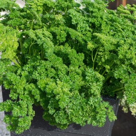 500+ Curled Parsley Seeds for Planting Indoors and Outdoors Heirloom, Open-Pollinated, Non-GMO Curly Herb Seeds