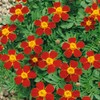 Outsidepride Tagetes Patula Disco Red French Marigold Flower Seed -