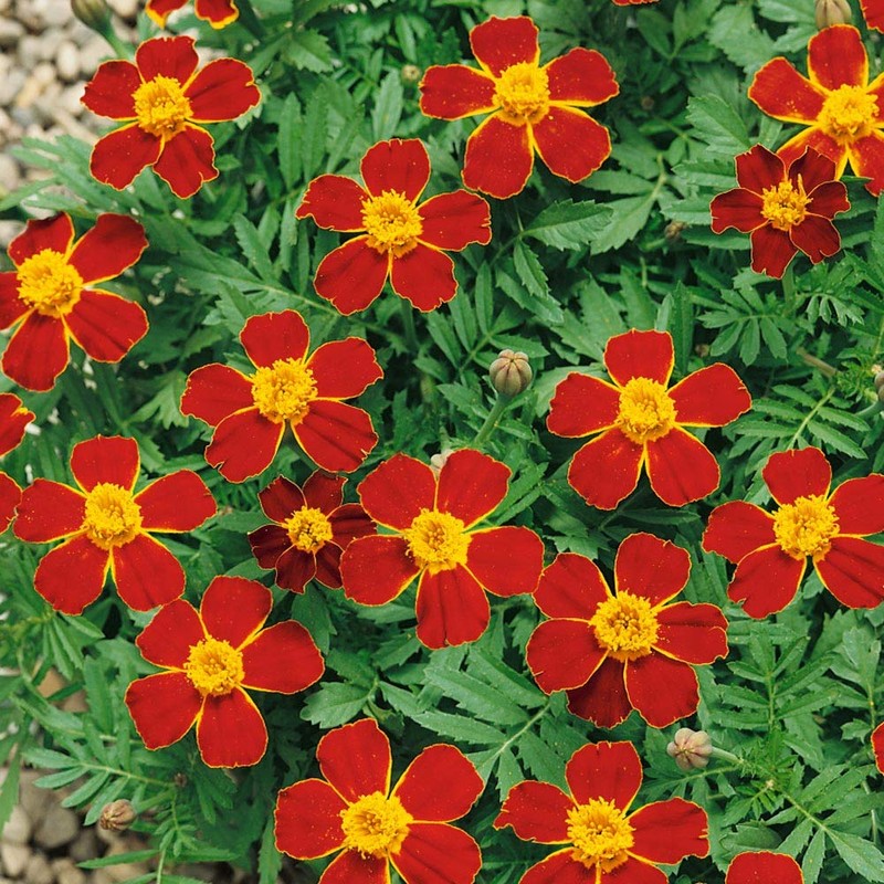 Outsidepride Tagetes Patula Disco Red French Marigold Flower Seed -