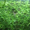 Guppy Grass – Floating Aquarium Plant – Buy 2 Get
