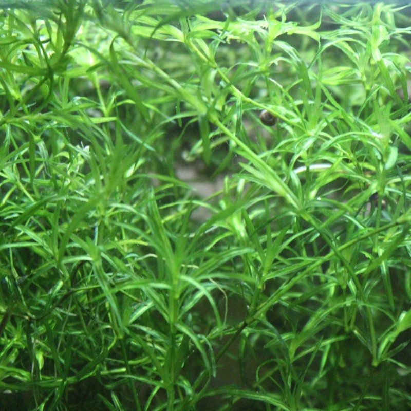 Guppy Grass – Floating Aquarium Plant – Buy 2 Get