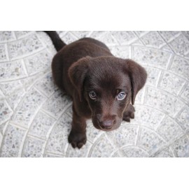 Jusmade Cute CHOCOLATE LAB BROWN PUPPY Sitting, Photo (Borderess) Print Poster 19x13"