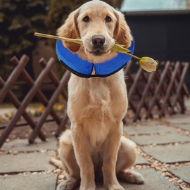 Dog Cone Inflatable Dog Collars for After Surgery Dog Cone Collar Dog Donut Collar Dog Cones After Surgery Soft Recovery Collars for Dogs Does Not Block Vision Cat Recovery Collars for Dog and Cat