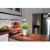 Northpoint LED 7 W Plant Light Plant Lamp Plant Lighting