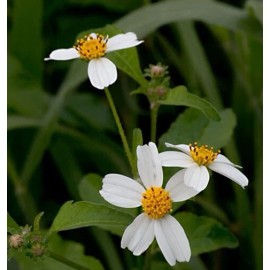 Buy Rare Seeds Bidens pilosa | Butterfly Needles | Hairy Beggarticks Spanish Needle | 10_Seeds