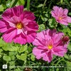 Cosmos Seeds - Seashells Mix - Packet - Pink/White/Red Flower