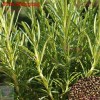 Treevale Rosemary Seeds | Evergreen Shrub Culinary Perennial Garden Container Herb - 200 Seeds