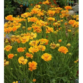 Mother Nature 40 Mesa Peach Gaillardia Flower Seeds -Pollinator -Tons of Beautiful Blooms